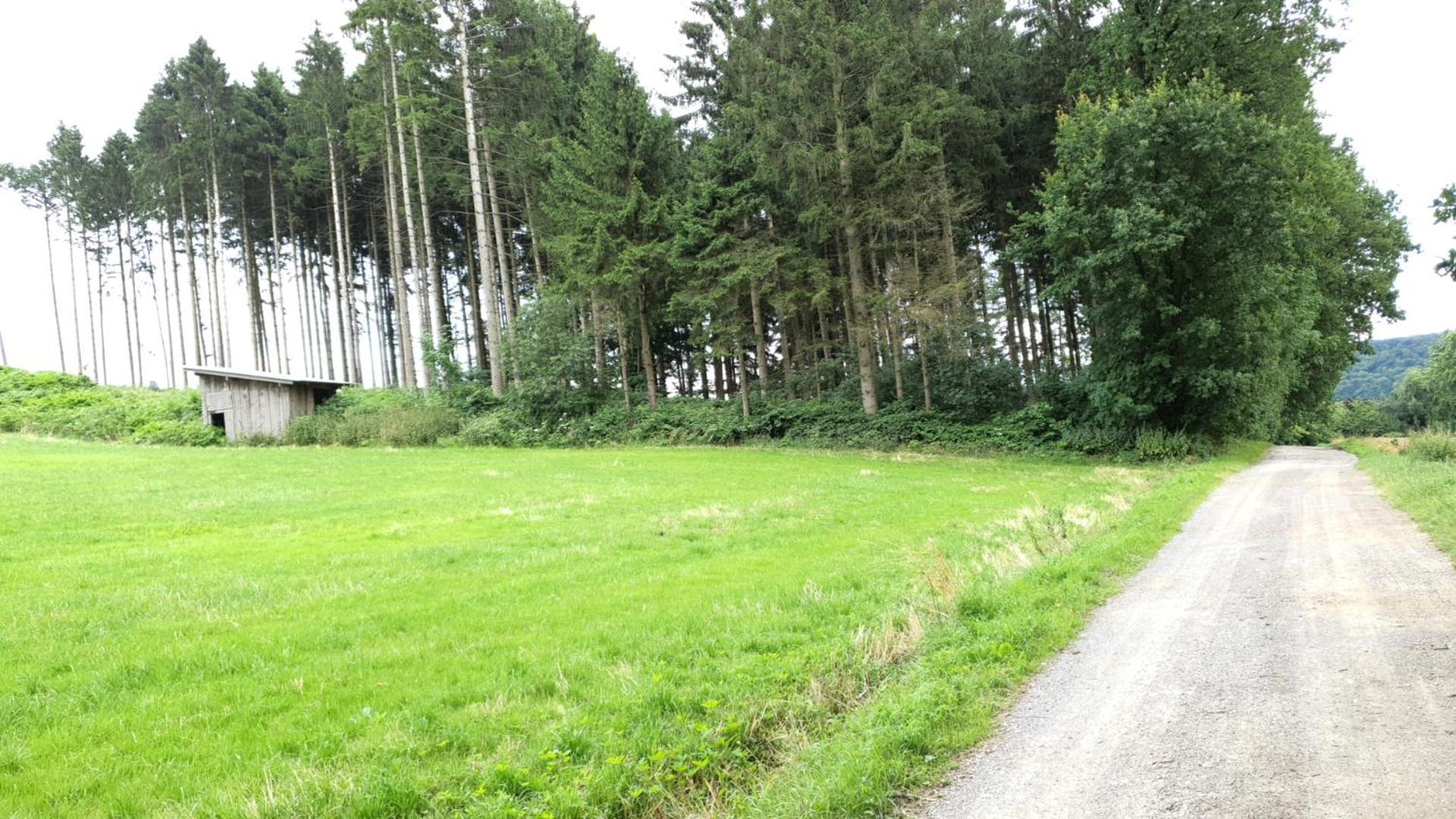 Fewo Harling - Waldoase - Handwerker Auf Anfrage Bad Iburg Buitenkant foto